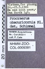 Etikett zu Melanoxanthus bimaculatus (Fleutiaux, 1918)